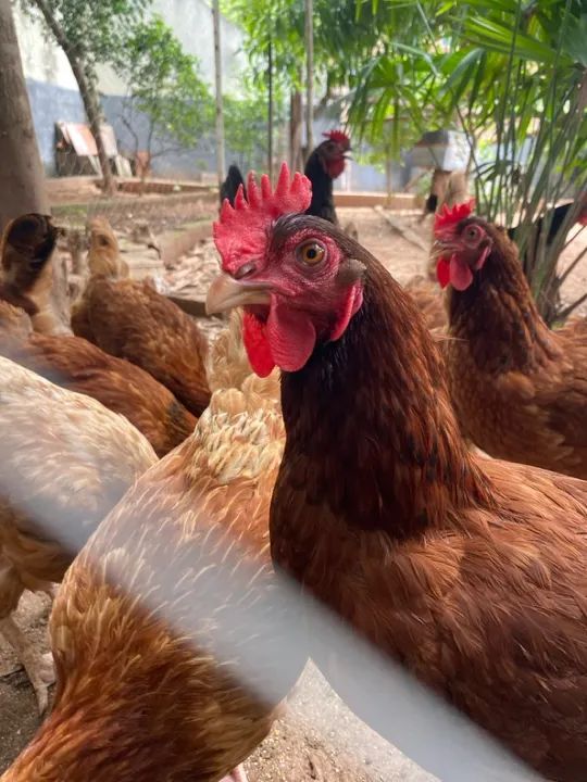 Galinhas Embrapa 051 e Rhodes