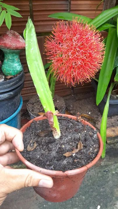 Linda Planta Bola de natal - Foto 2