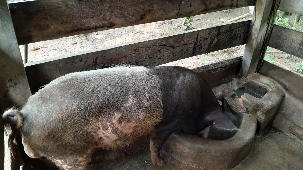 Porco para agropecuária - Foto 5