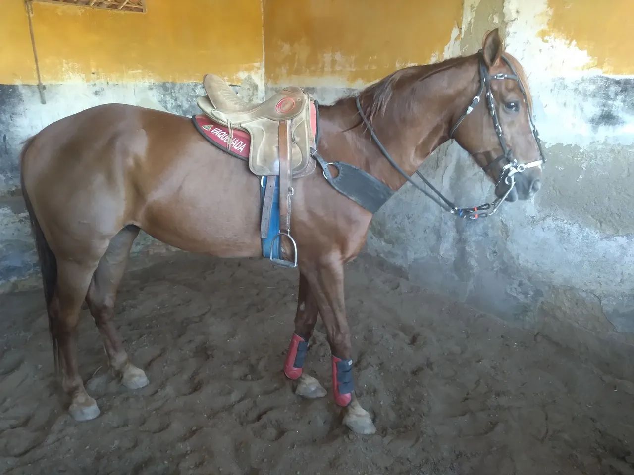 Cavalo de vaquejada( esquerda)