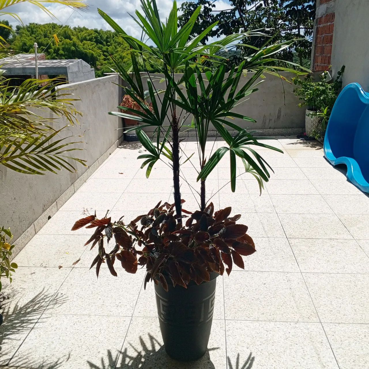 Lindas plantas naturais  - Foto 4