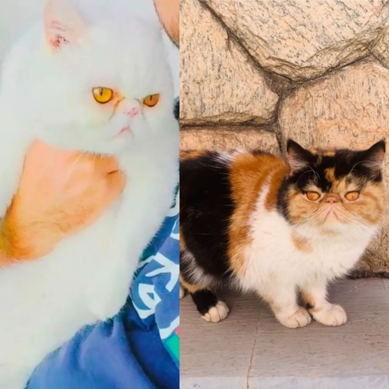 Gato persa exótico branco/ gata persa exótica tricolor adulta