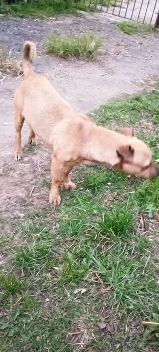 Cachorra pequena - Foto 4