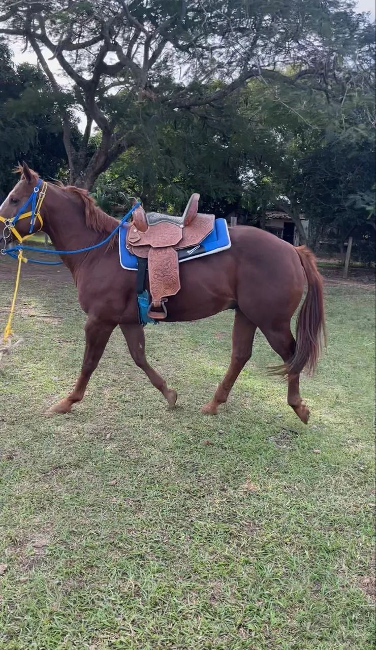 Produtos agropecuários- cavalo  - Foto 2