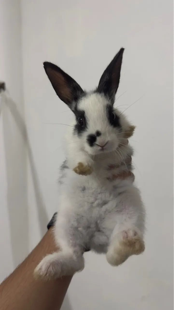 Coelhos filhotes  - Foto 2