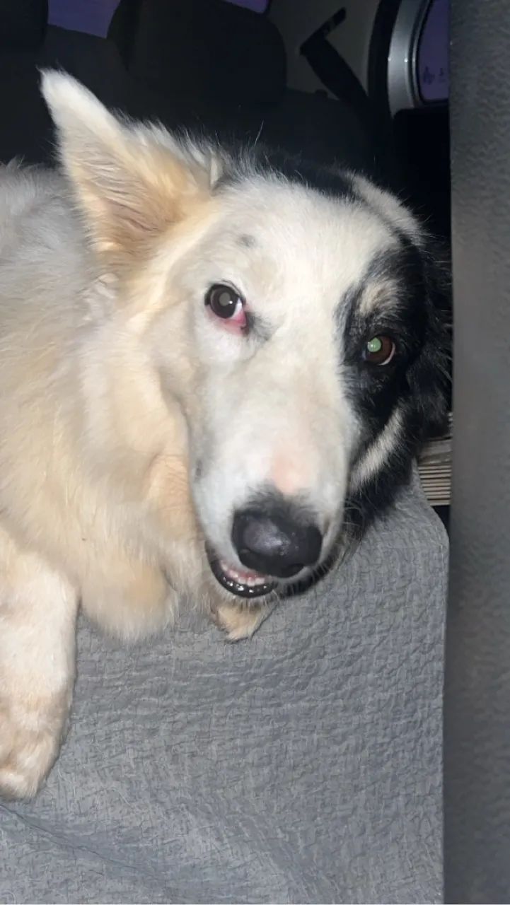 Fêmea Border Collie buscando namorado  - Foto 2