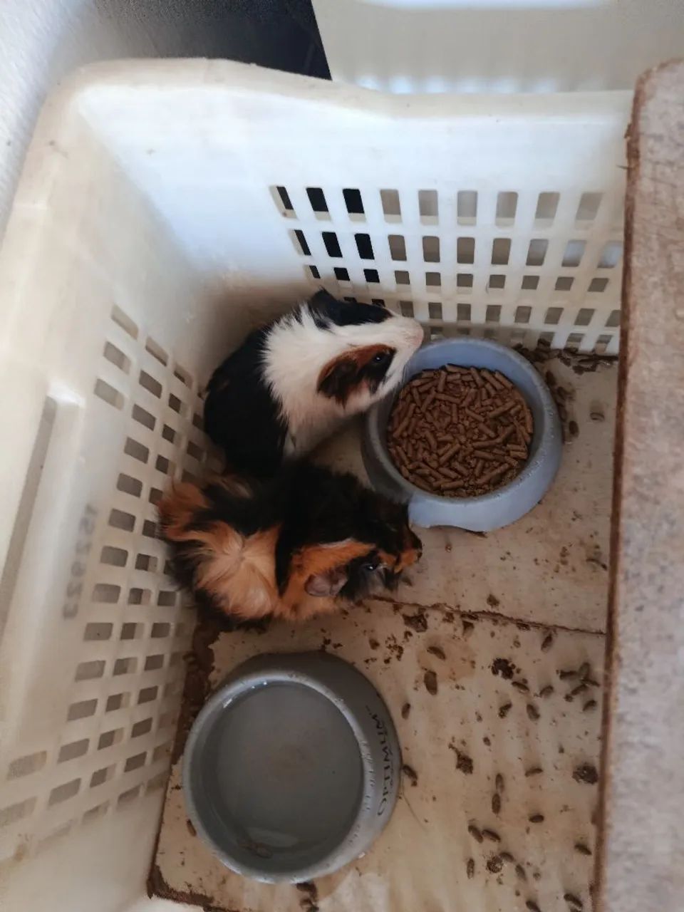 Duas fêmeas 2 meses 