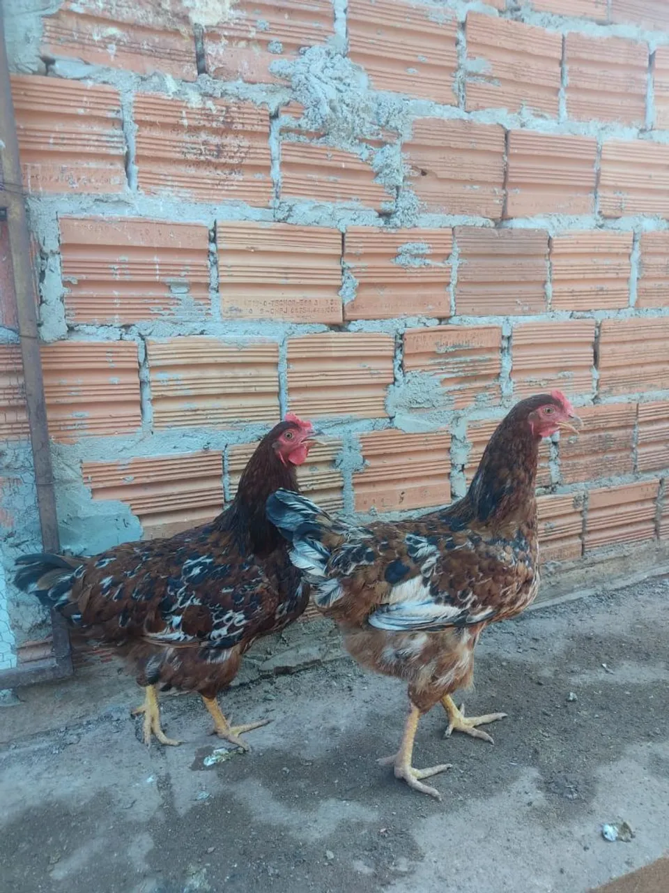 Vendo Galos e galinhas caipiras