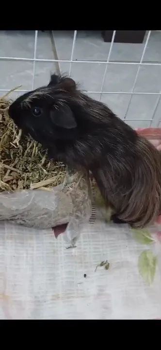 Porquinha da Índia  - Foto 3