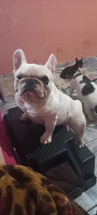 Buldogue francês  femea - Foto 2