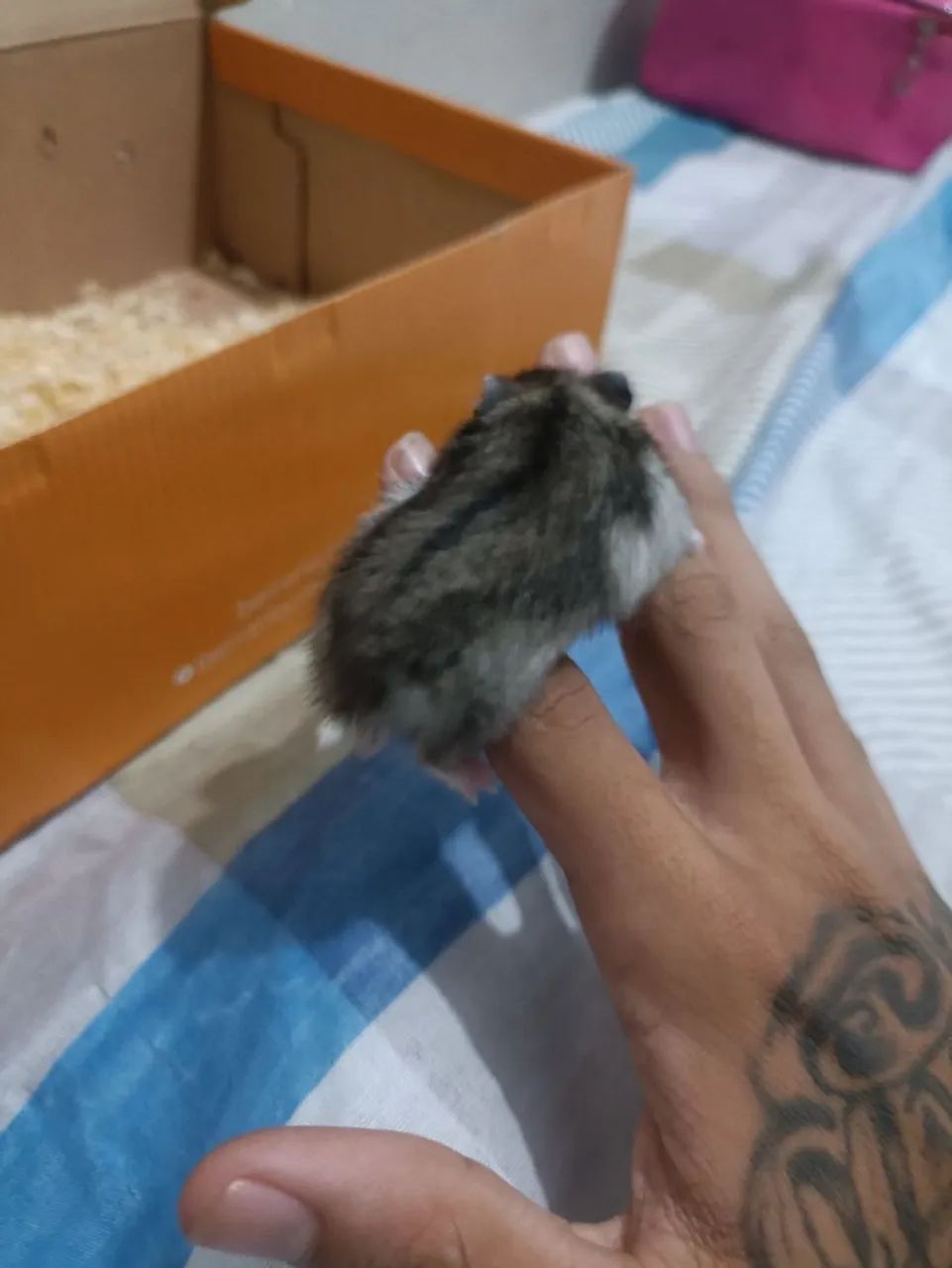 Hamster chinês - Foto 2