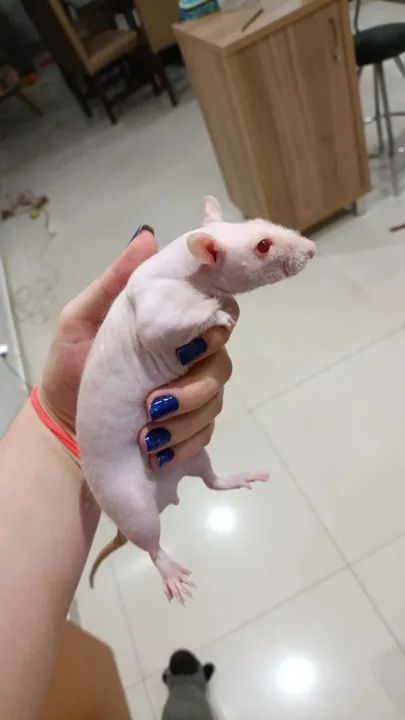Rato Twister Hairless