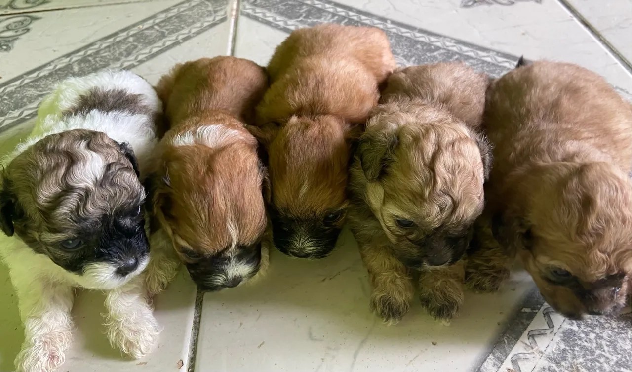 Filhotes Shih Tzu 