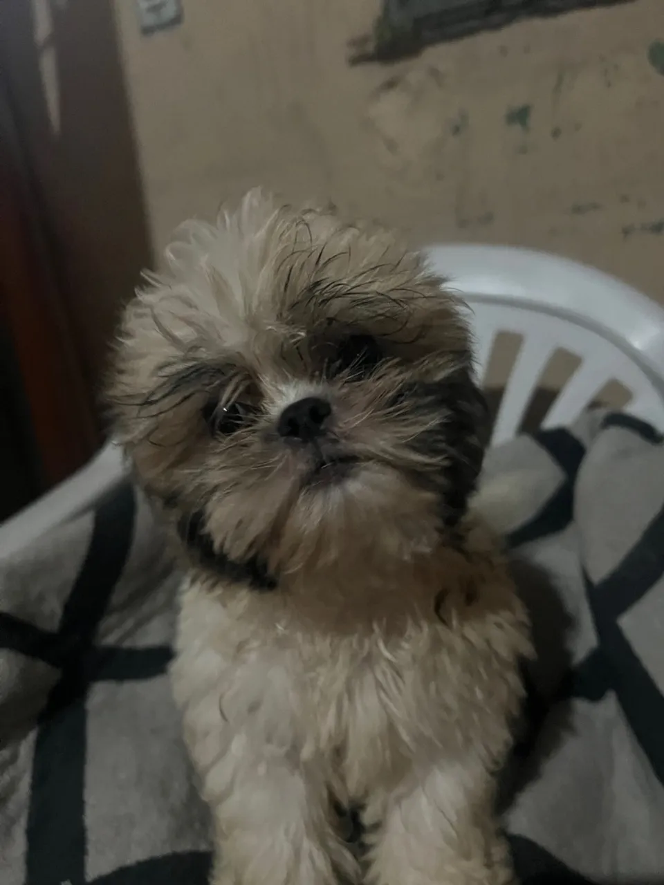 Filhote Shih Tzu Fofo e Carinhoso