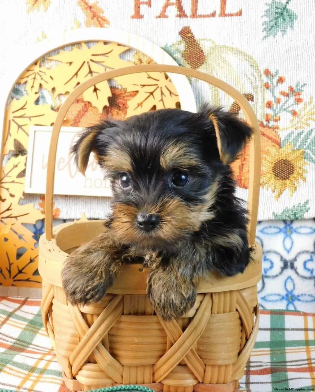 Yorkshire Terrier Filhote Mini 