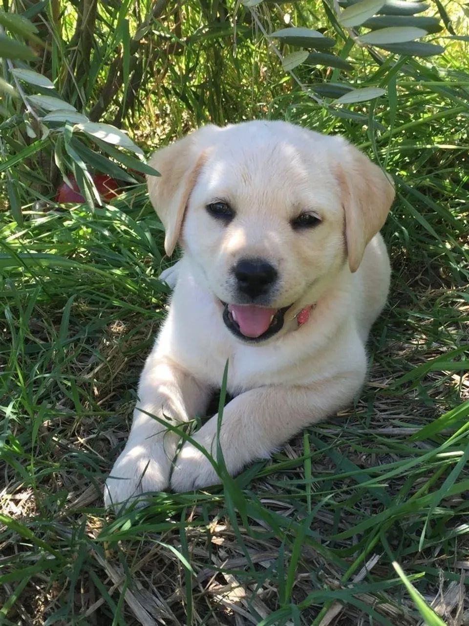 Filhote de Labrador Amarelo - cheio de energia 