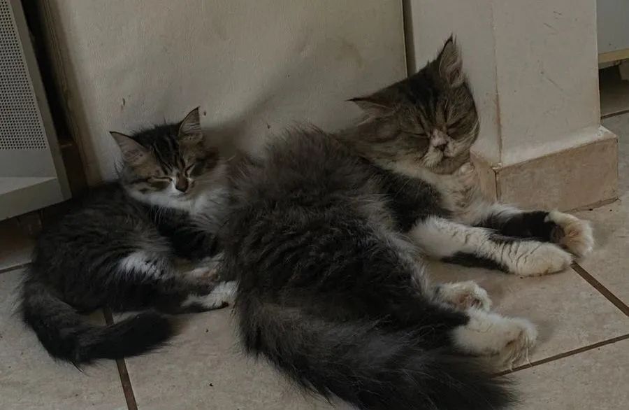 Gato Persa Adorável macho  - Foto 2