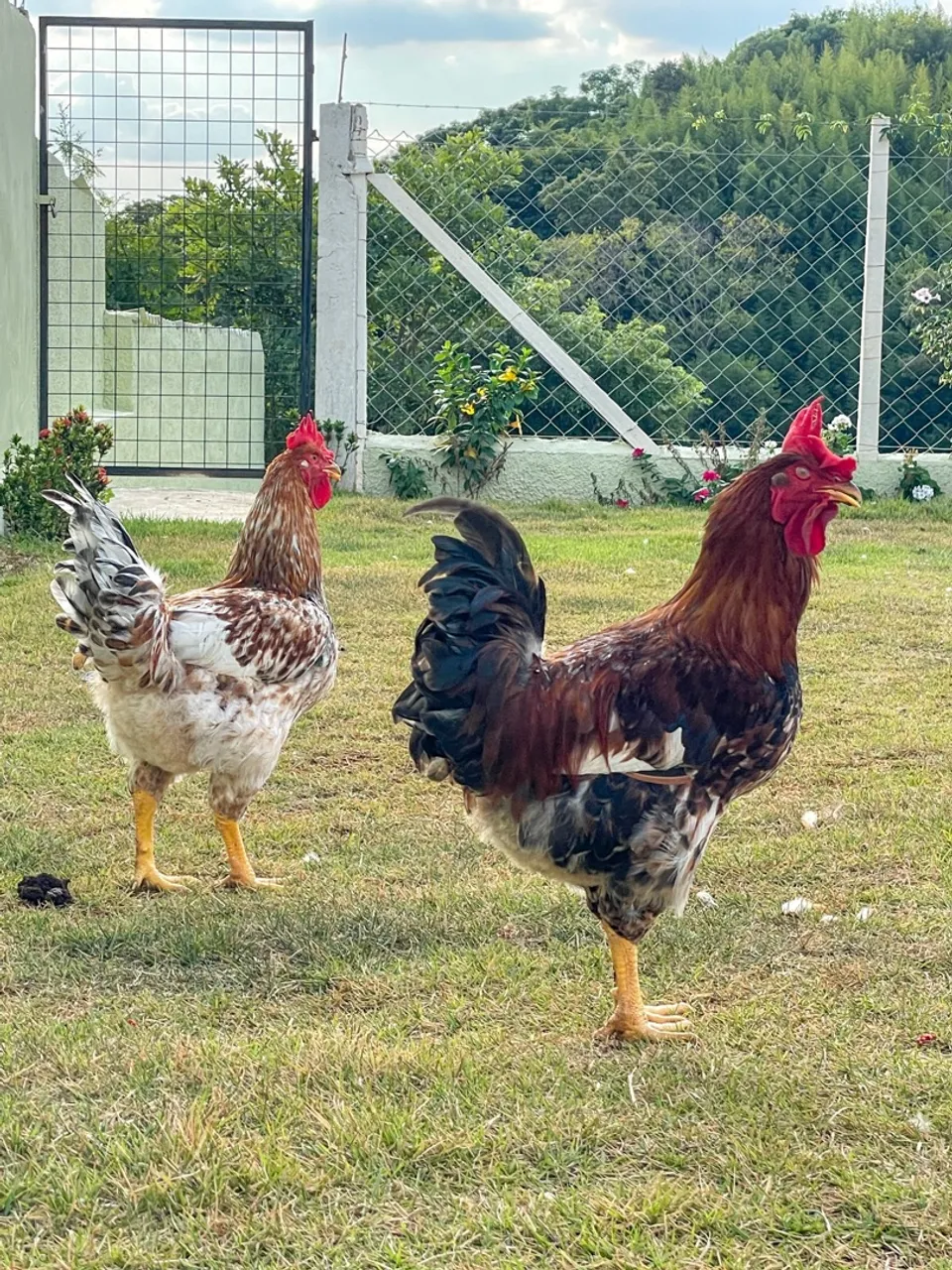 Vendo Galo Caipira