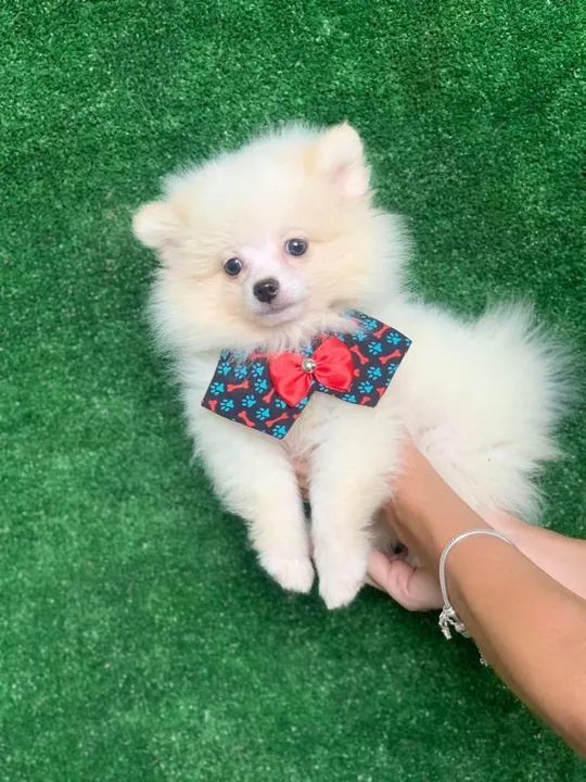 Oportunidade única último macho branco 