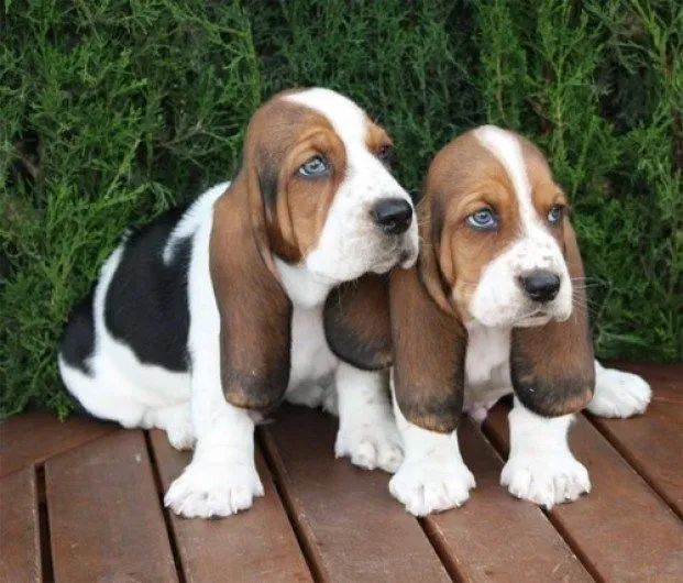 Cachorros Basset Hound! ?