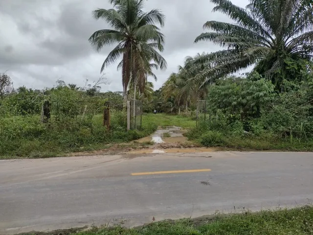 Terreno Plano Encantador com 196,7 Hectares Km 112 Estrada AM 010 - no Rio Preto da Eva