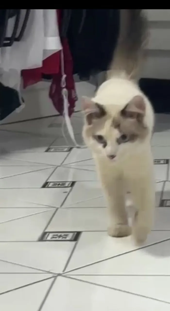 PROCURO Gatinha Ragdoll