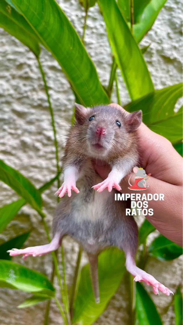 Ratinho de Laboratório  - Foto 3