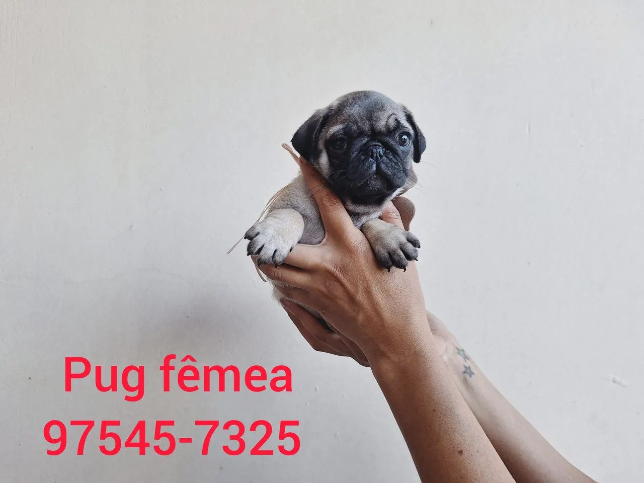 Filhote de Pug fêmea