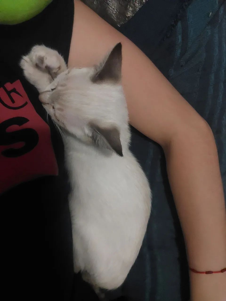 Gatinho branco fofinho para adoção