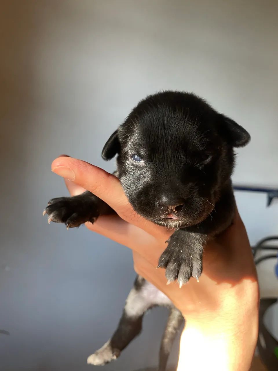 Pet doação  - Foto 2