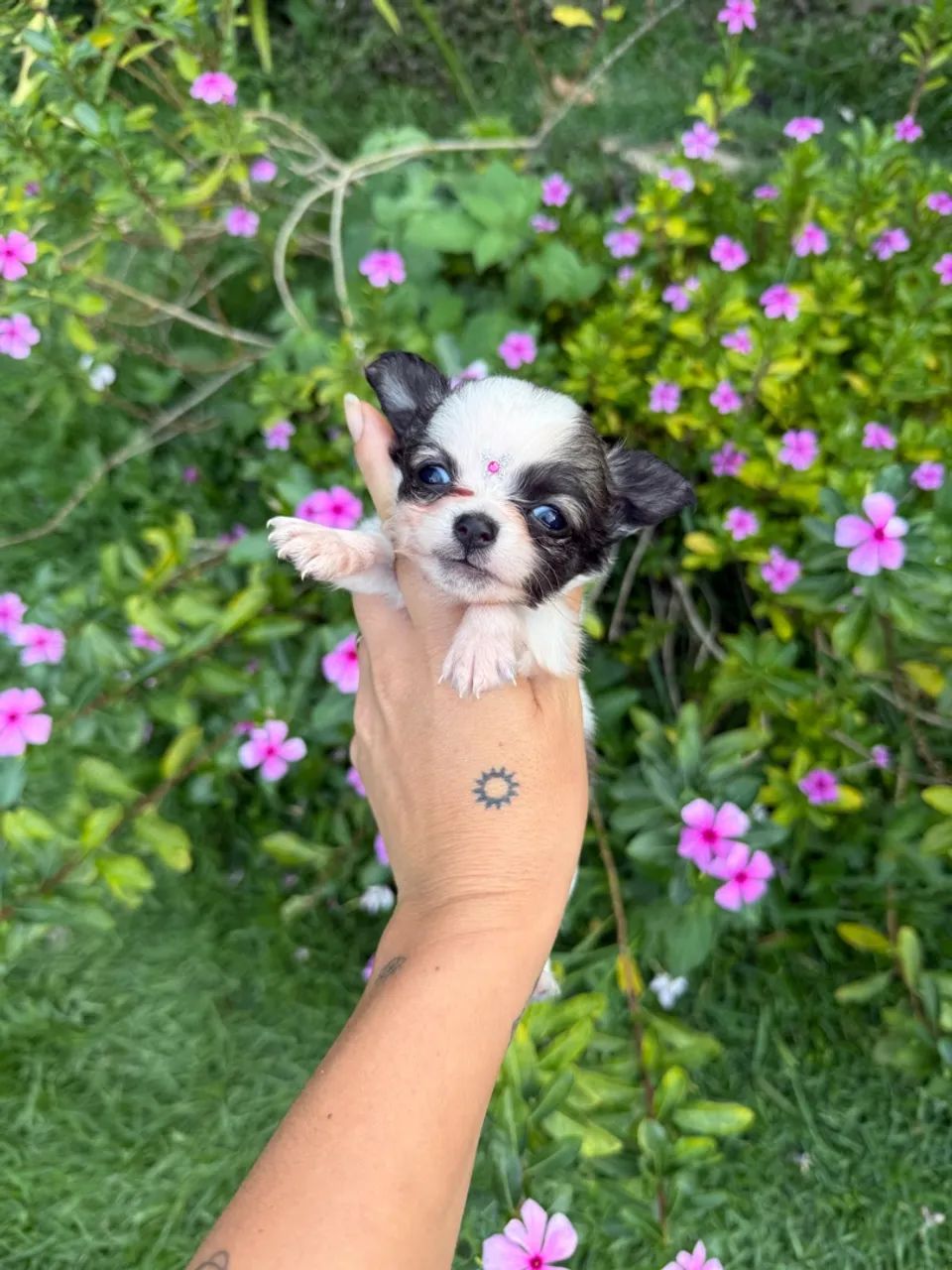 Chihuahua choco branco , bicolor  - Foto 3