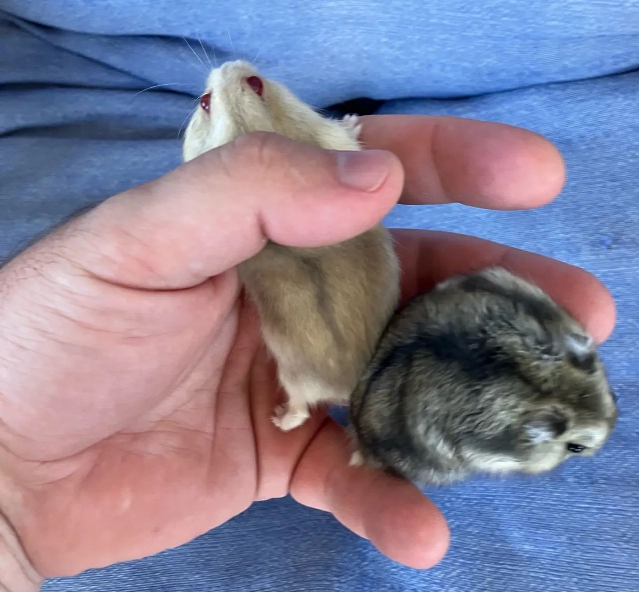 Dois filhotes de hamster anão muito mansos