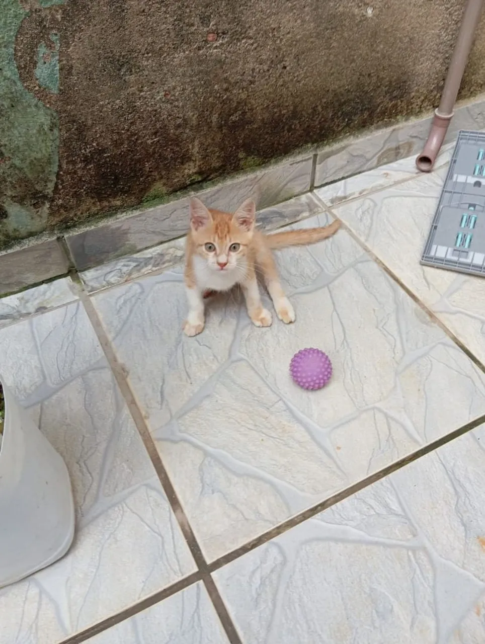 Gatinhos para Adoção