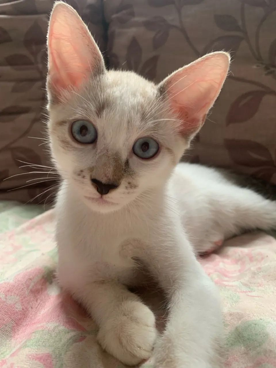 Gatinho de três meses para adoção 