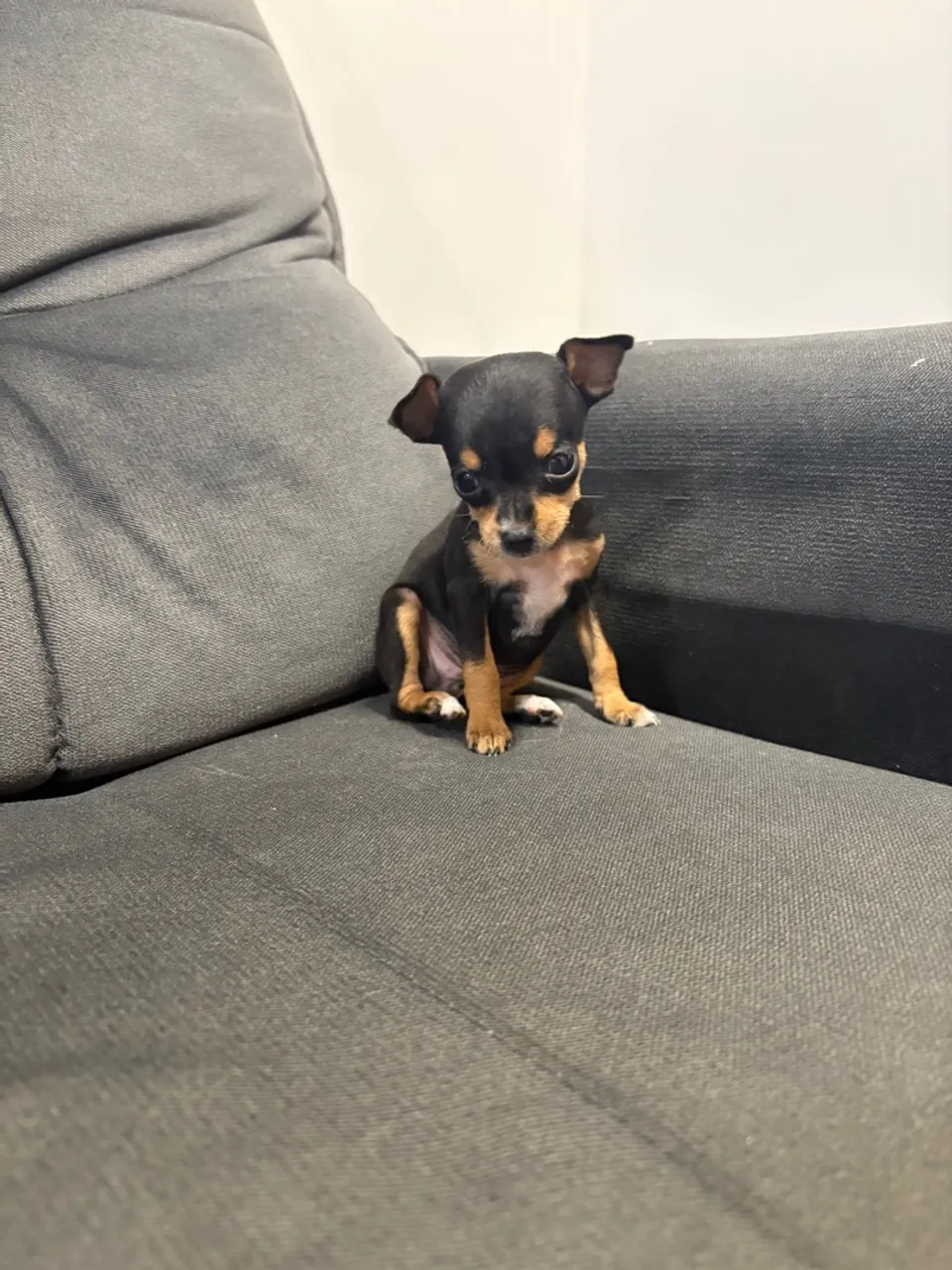 Filhote de Pinscher Miniatura