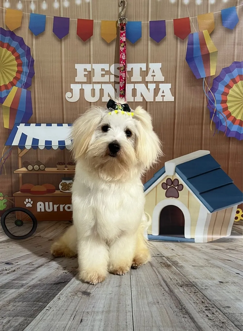 Filhote Maltês para adoção