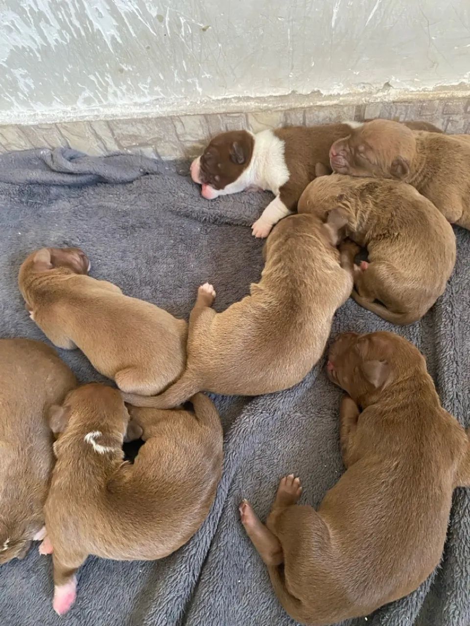 Filhotes Pitbull disponíveis para venda  - Foto 5