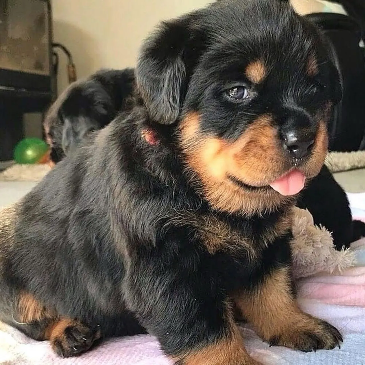 Rottweiler Filhote conhecido como cabeça de touro