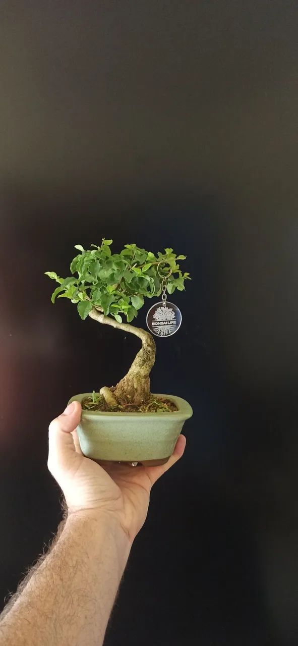 Bonsai - Árvore em miniatura 