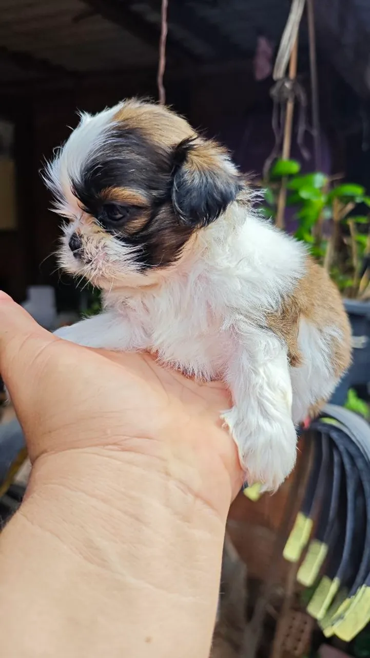 Filhote Shih Tzu