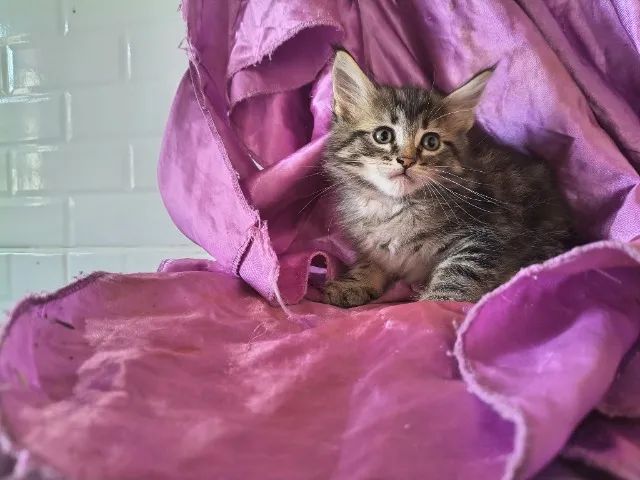 Maine Coon Filhote gato gigante  - Foto 5