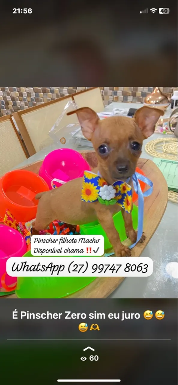 Filhotes Pinscher macho n/0 com n/1
