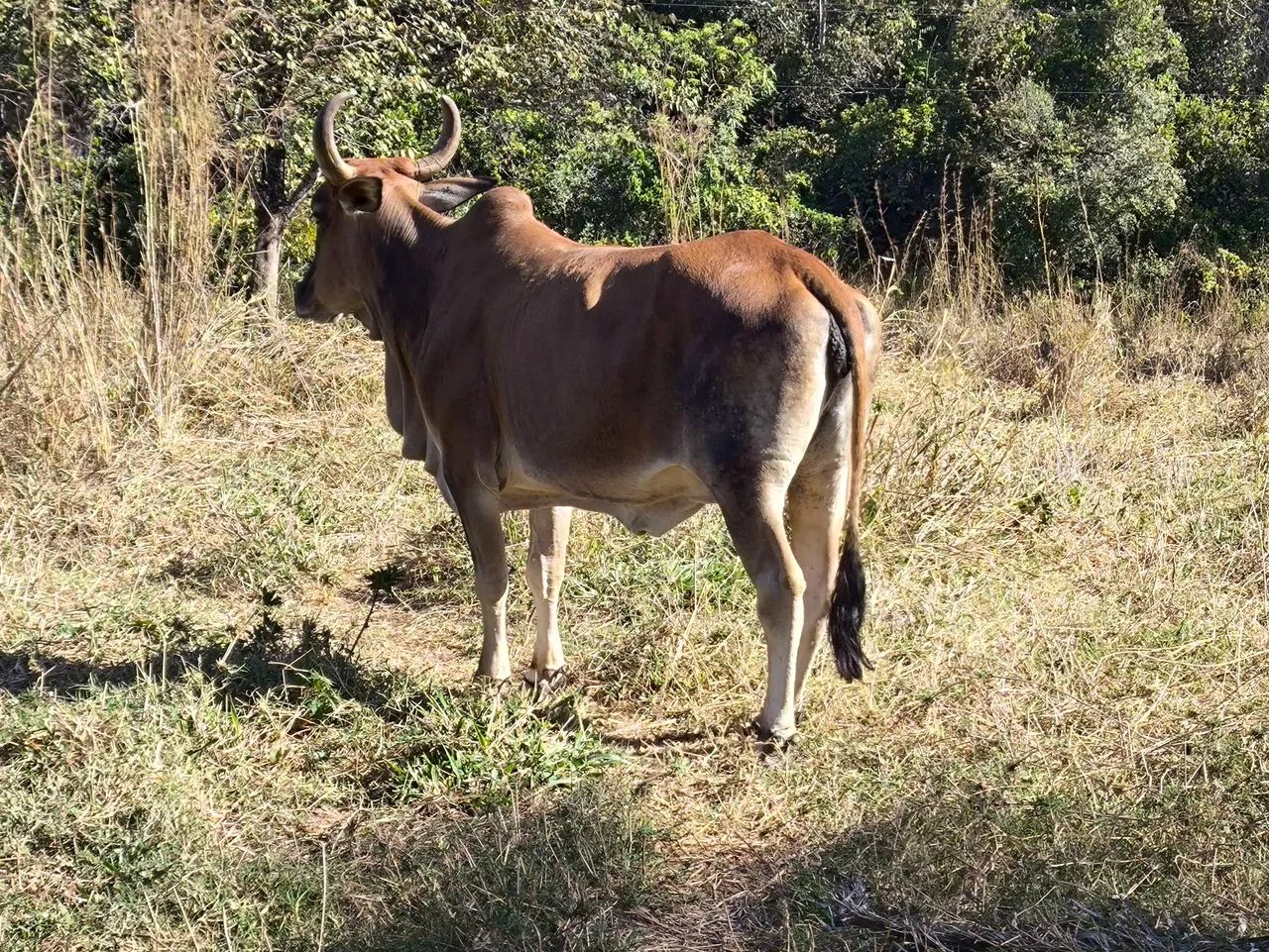 2 vacas solteira 