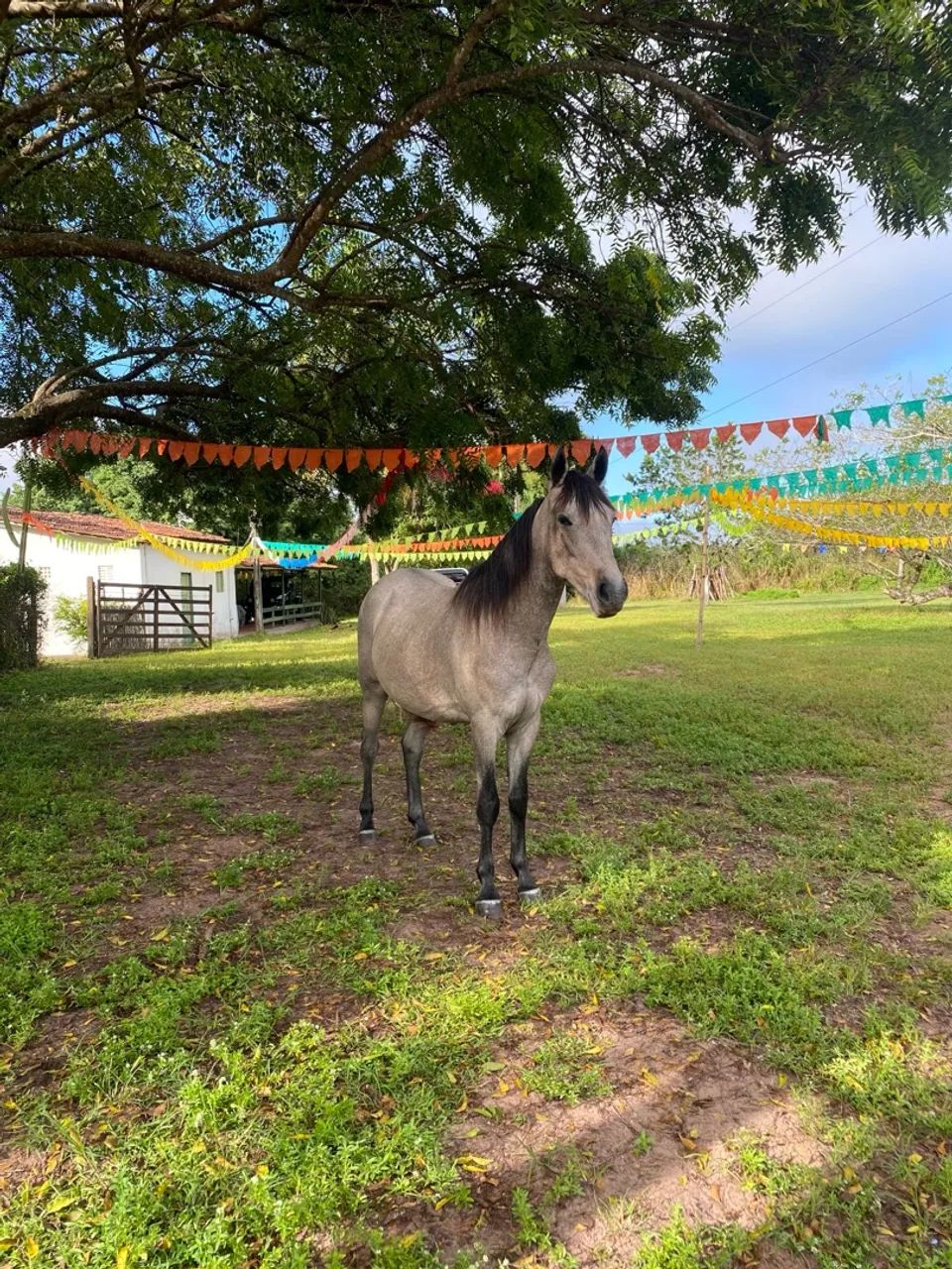 Potro 2 anos e meio  - Foto 3