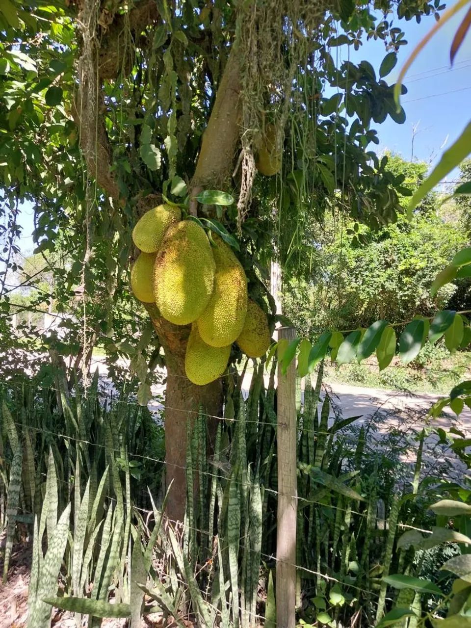 Vendo sítio no vale das pedrinhas Magé  - Foto 3