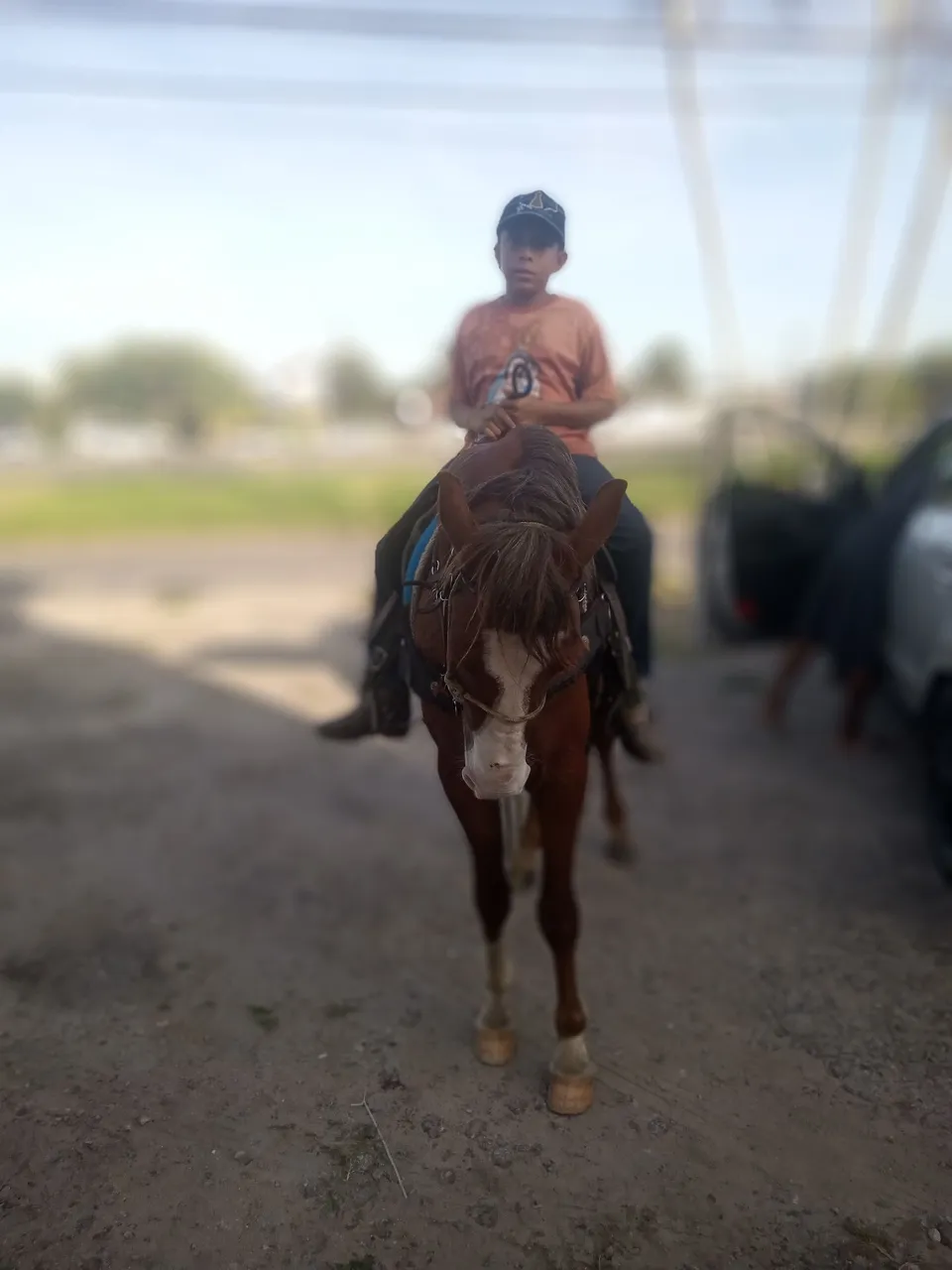 Cavalo para venda