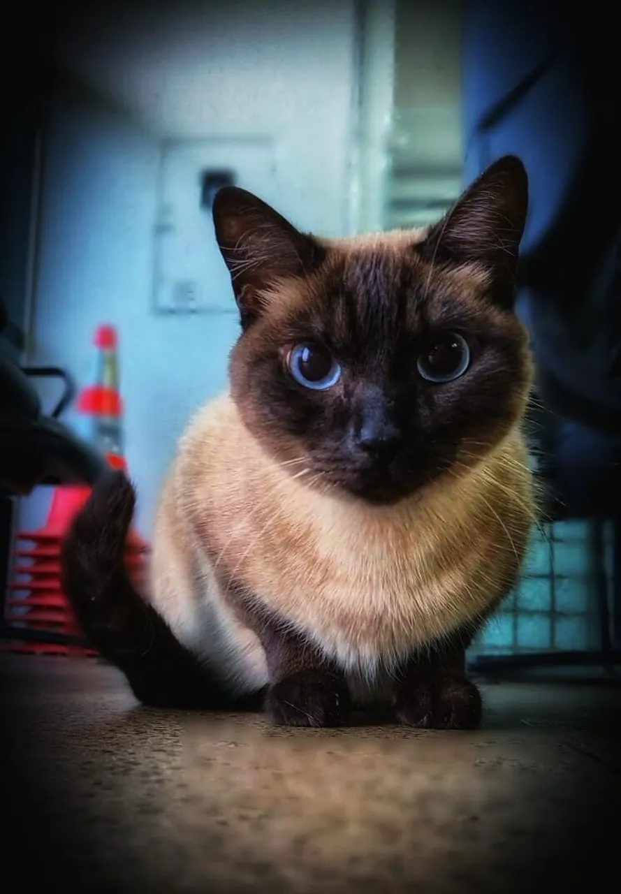 Gatinha Siamês - Olhos Azuis Hipnotizantes!