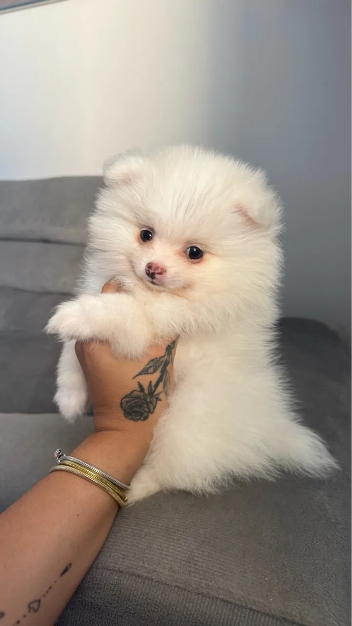 FILHOTES SPITZ ALEMÃO ANÃO MACHOS 
