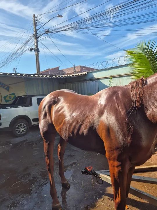Cavalo Puro Sangue inglês Domado  - Foto 6