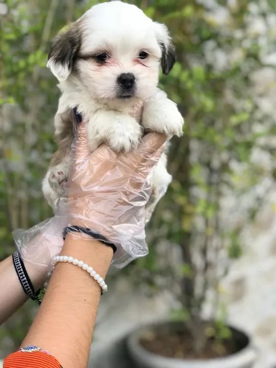 Lhasa Apso trabalhamos com mais de 20 raças.